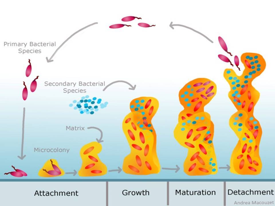 an image of the life cycle of biofilm which often forms on limescale