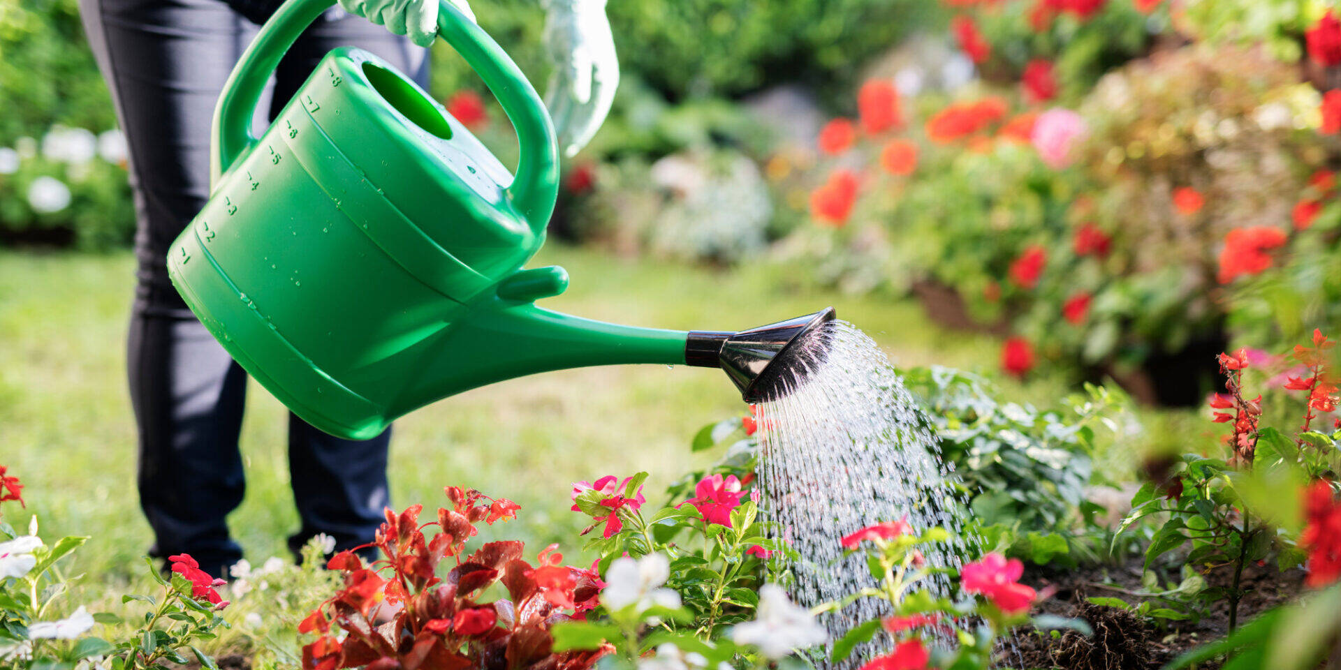 Why Should You Avoid Using Softened Water on Your Garden? Halcyan