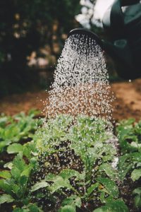 a watering can pouring water on a vegetable patch using water treated with a Halcyan water conditioner